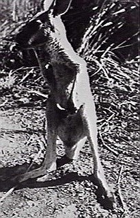 31 Sqn Mascot Kangaroo
