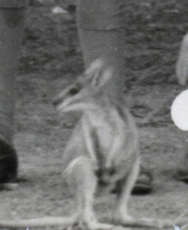 Wallaby Mascot
